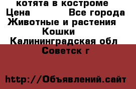 котята в костроме › Цена ­ 2 000 - Все города Животные и растения » Кошки   . Калининградская обл.,Советск г.